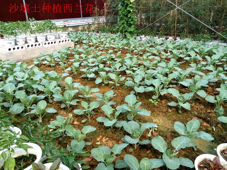 富硒蔬菜西兰花(西兰花富含硒元素)-硒宝网