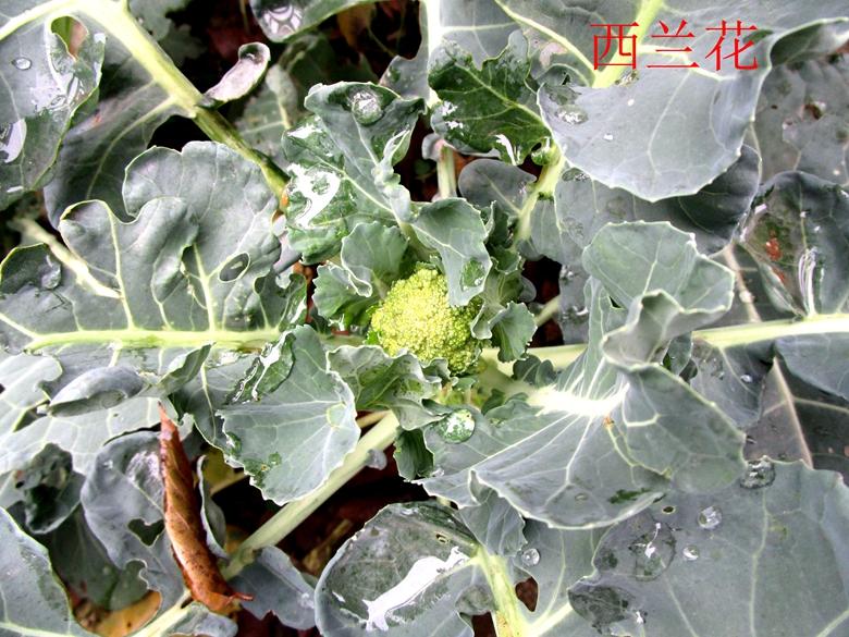 富硒蔬菜西兰花(西兰花富含硒元素)-硒宝网