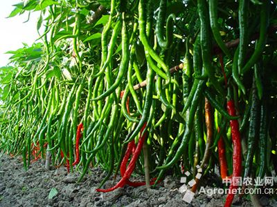 蔬菜富硒的方法（蔬菜怎么富硒）-硒宝网