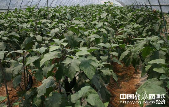 蔬菜富硒的方法（蔬菜富硒方法是什么）-硒宝网