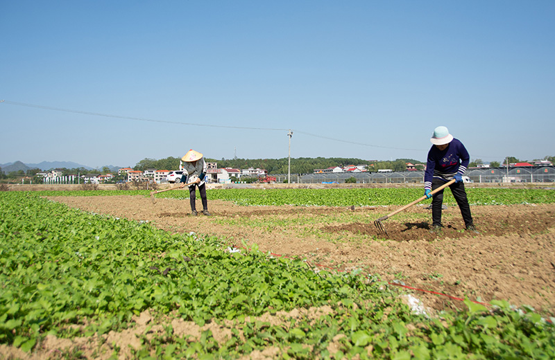 桥头河富硒蔬菜(桥头富硒地瓜营养价值)-硒宝网