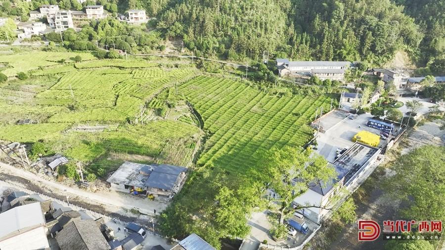 永福县富硒蔬菜（广西永福县富硒区分布）-硒宝网