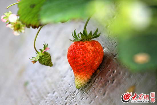 张店区富硒蔬菜（淄博富硒源家庭农?。?硒宝网