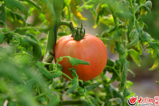 张店区富硒蔬菜（淄博富硒源家庭农?。?硒宝网