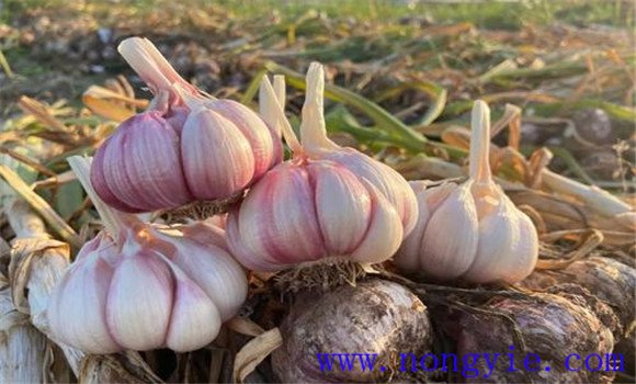 青海的富硒蔬菜(青海省富硒产业协会)-硒宝网