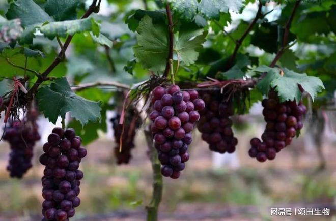 富硒叶面肥蔬菜(蔬菜叶面肥什么好)-硒宝网