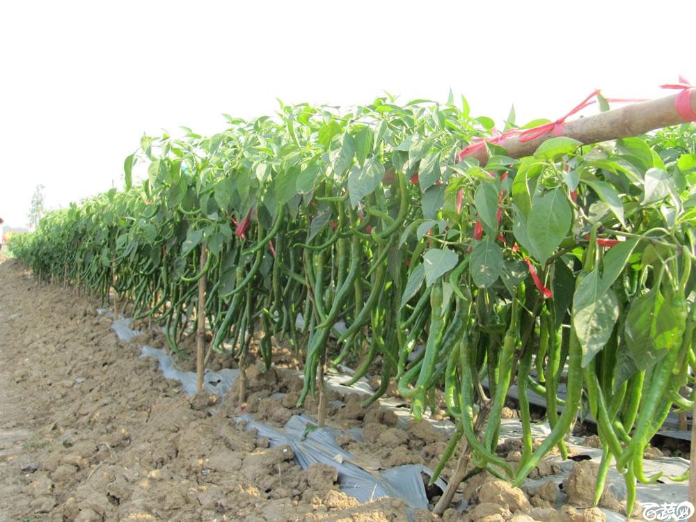 张家口富硒蔬菜(张家口富硒农业)-硒宝网