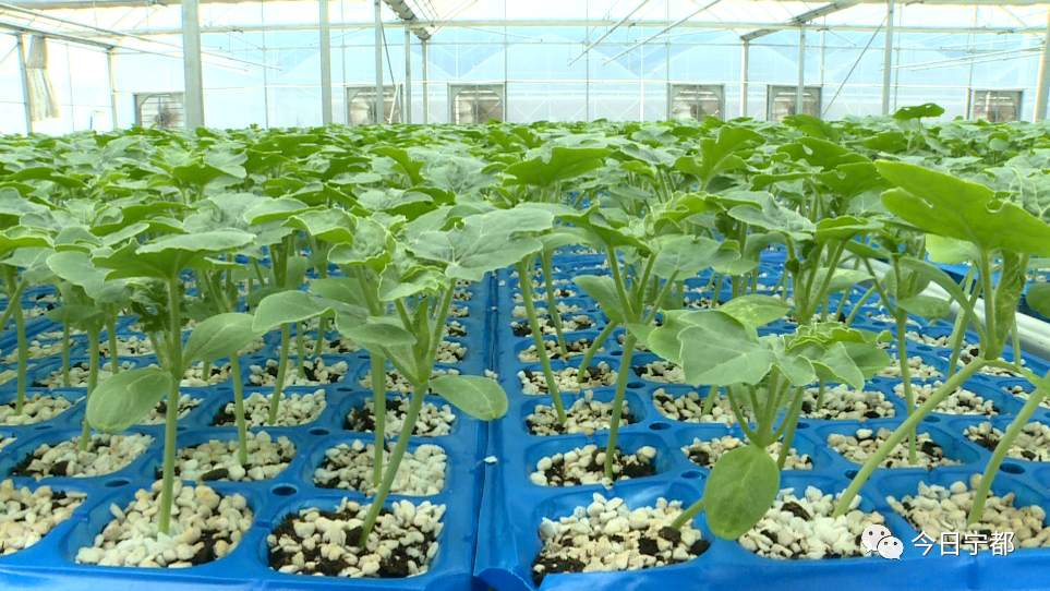 宁都县富硒蔬菜(赣州富硒蔬菜)-硒宝网