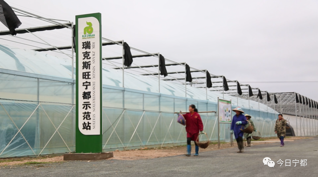 宁都县富硒蔬菜(赣州富硒蔬菜)-硒宝网