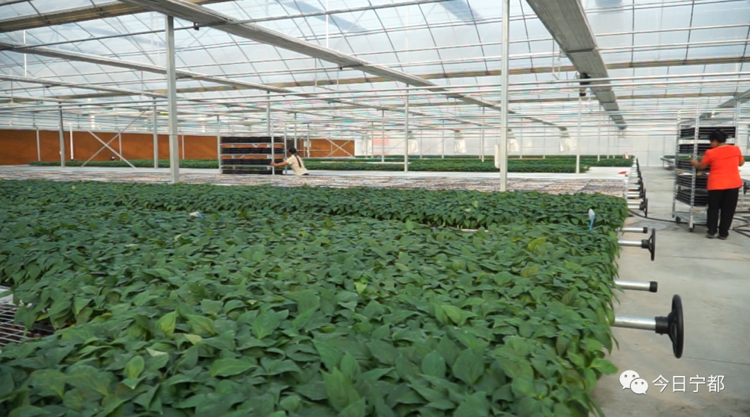 宁都县富硒蔬菜(赣州富硒蔬菜)-硒宝网