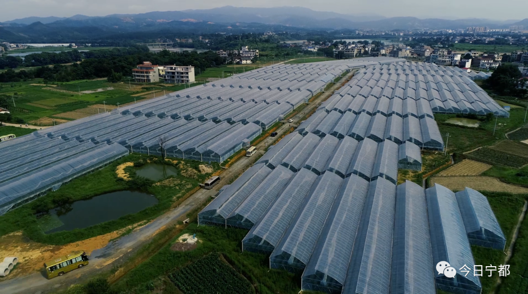 宁都县富硒蔬菜(赣州富硒蔬菜)-硒宝网