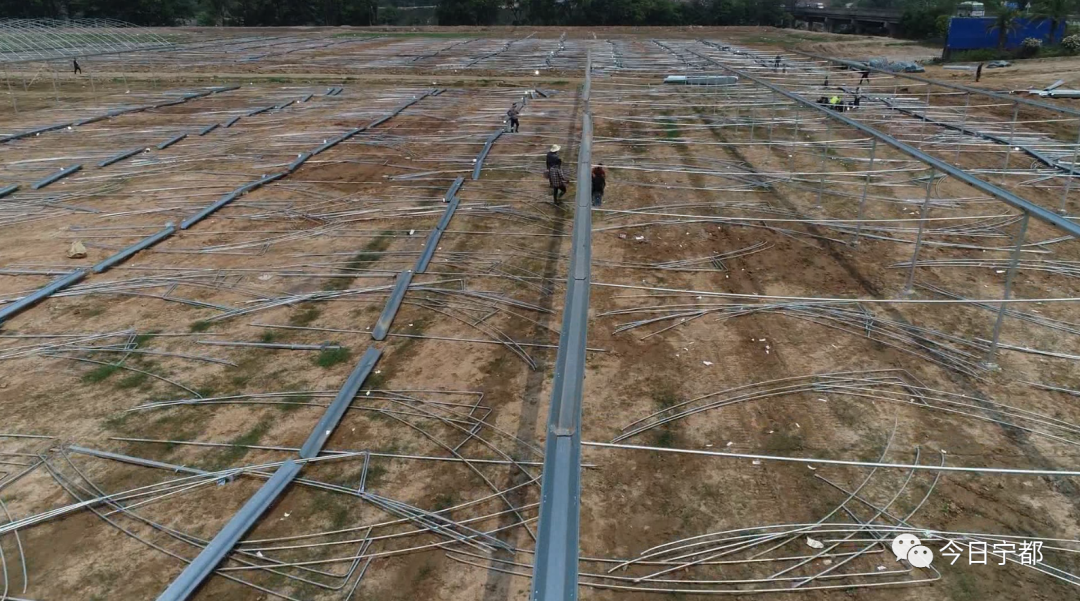 宁都县富硒蔬菜(赣州富硒蔬菜)-硒宝网