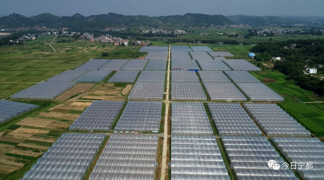 宁都县富硒蔬菜(赣州富硒蔬菜)-硒宝网