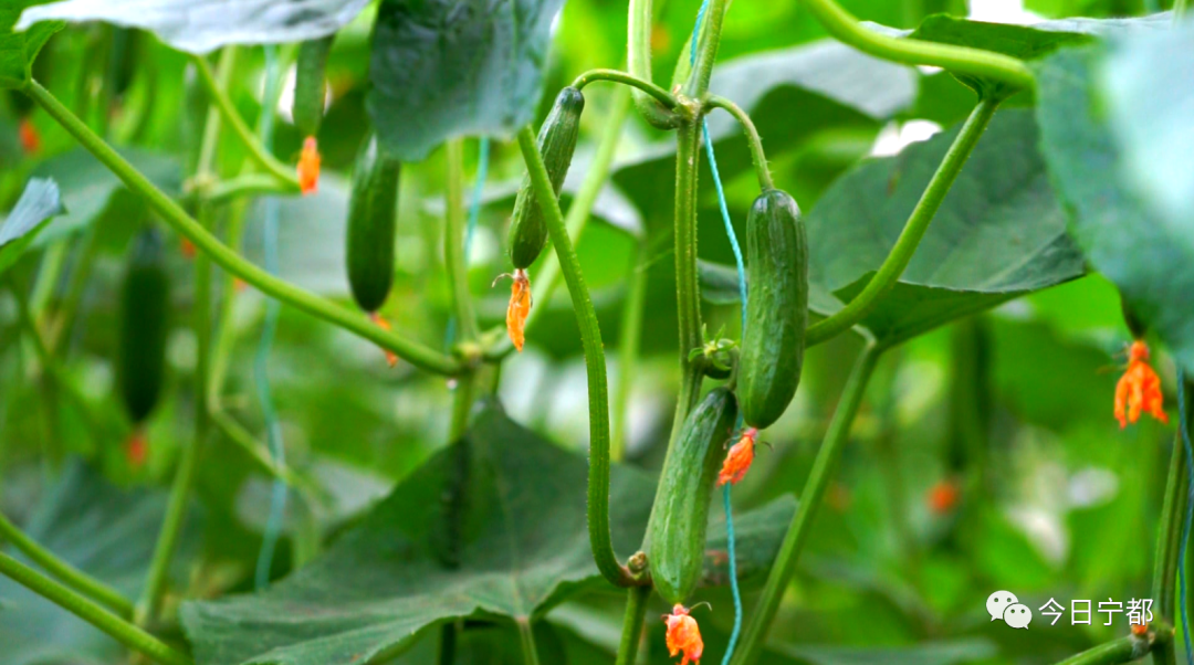 宁都县富硒蔬菜(赣州富硒蔬菜)-硒宝网
