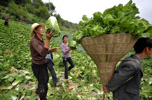 怎么做富硒蔬菜(蔬菜富硒标准是多少)-硒宝网
