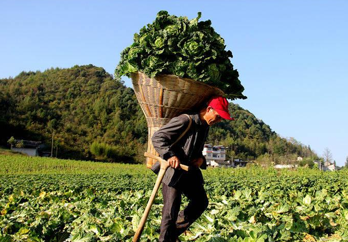 怎么做富硒蔬菜(蔬菜富硒标准是多少)-硒宝网