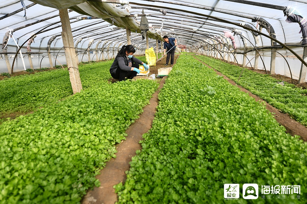 富硒蔬菜产业化(蔬菜富硒标准是多少)-硒宝网