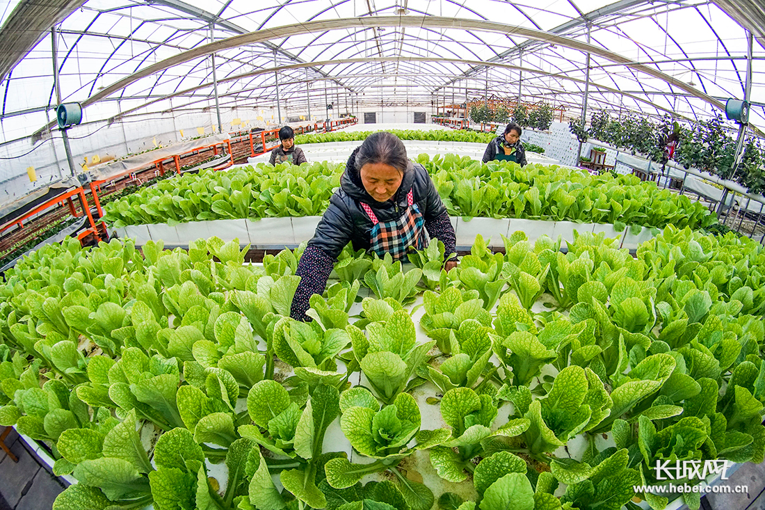 富硒蔬菜产业化(蔬菜富硒标准是多少)-硒宝网