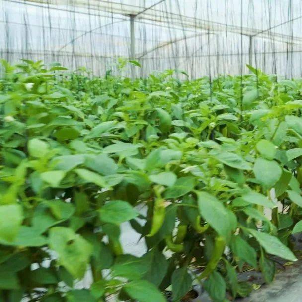 富硒蔬菜上欧村（富硒蔬菜是不是非法集资）-硒宝网