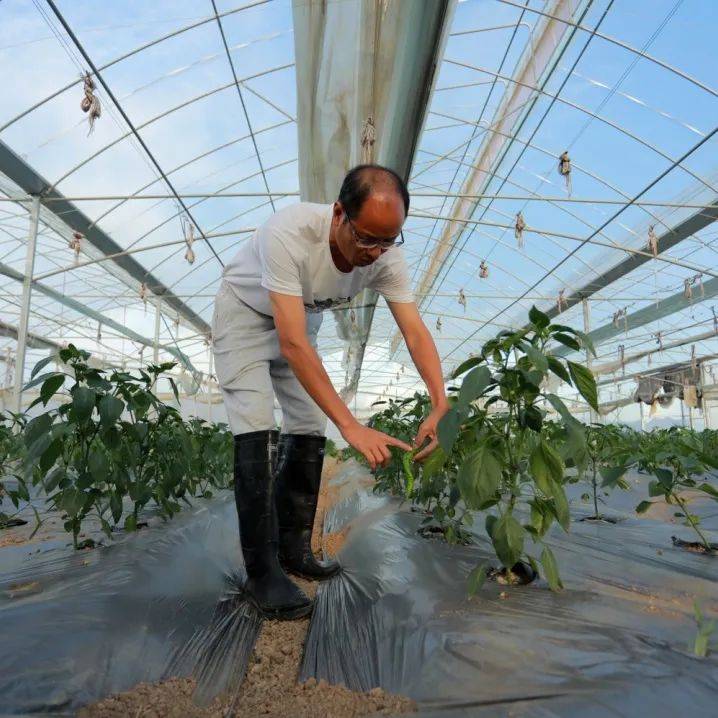 富硒蔬菜上欧村（富硒蔬菜是不是非法集资）-硒宝网