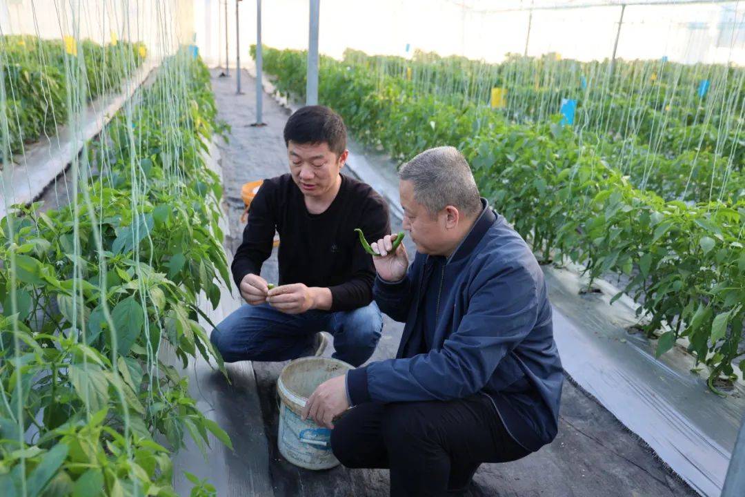 富硒蔬菜上欧村（富硒蔬菜是不是非法集资）-硒宝网