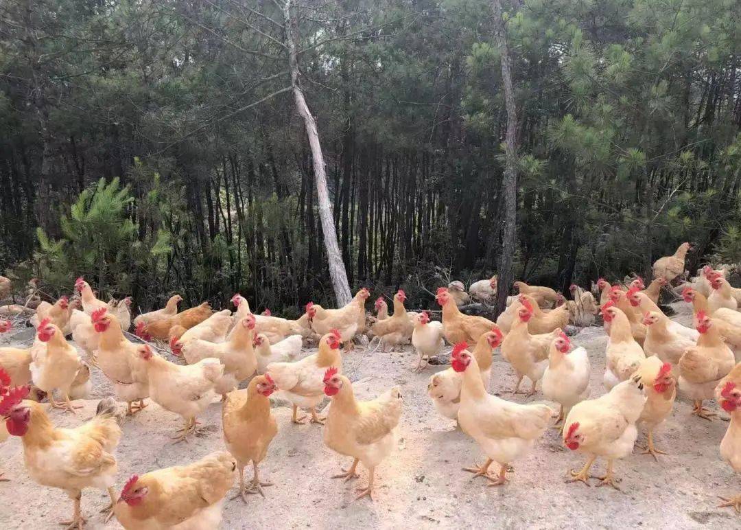 富硒蔬菜上欧村（富硒蔬菜是不是非法集资）-硒宝网