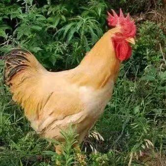 富硒蔬菜上欧村（富硒蔬菜是不是非法集资）-硒宝网