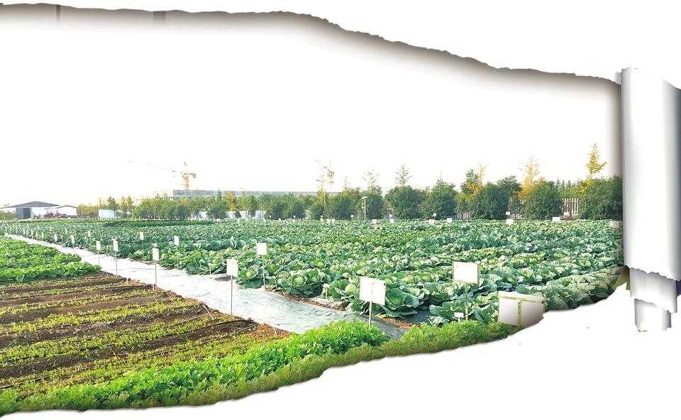 百亩田富硒蔬菜(蔬菜富硒标准是多少)-硒宝网