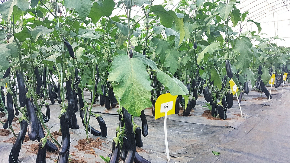 百亩田富硒蔬菜(蔬菜富硒标准是多少)-硒宝网