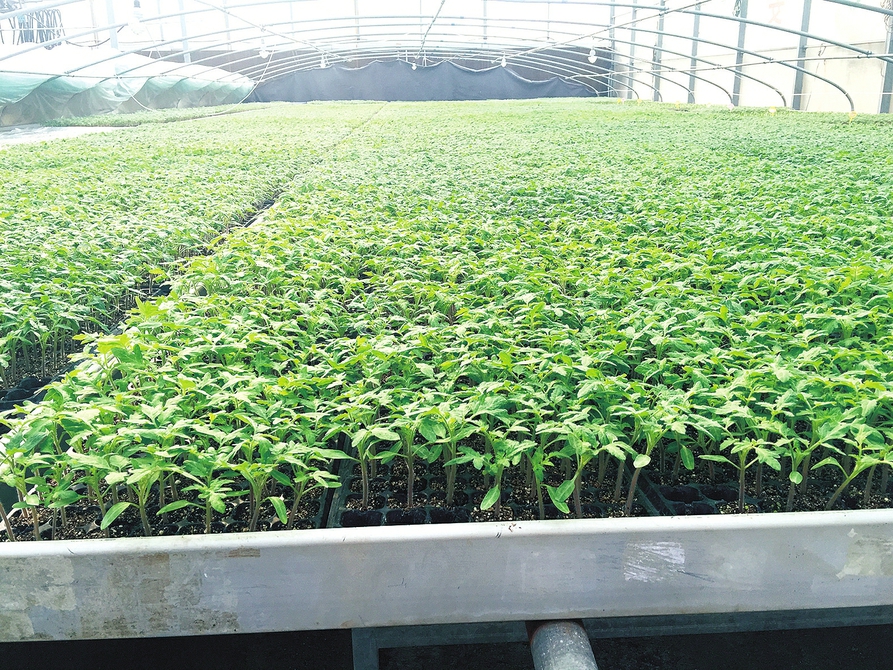 百亩田富硒蔬菜(蔬菜富硒标准是多少)-硒宝网