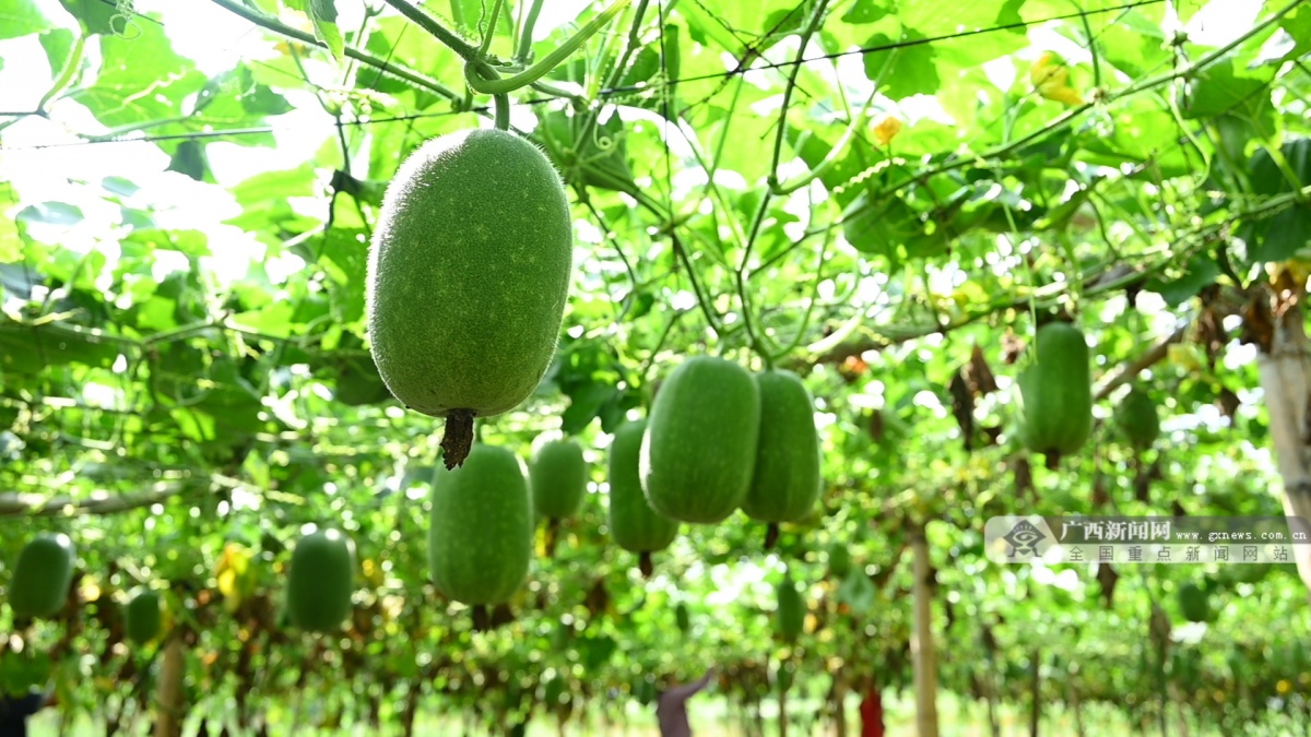 百亩田富硒蔬菜（富硒蔬菜的种植方法）-硒宝网