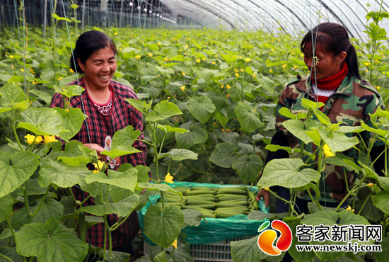 梓山富硒蔬菜园(梓山富硒蔬菜产业园)-硒宝网