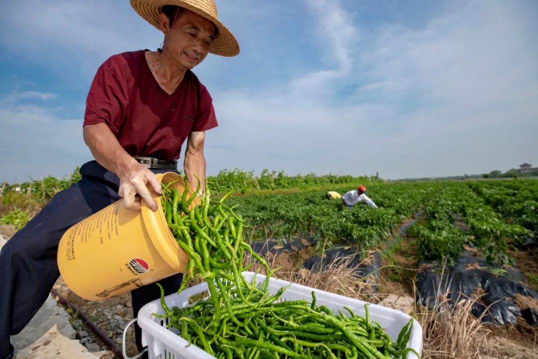 梓山富硒蔬菜园(梓山富硒蔬菜产业园)-硒宝网