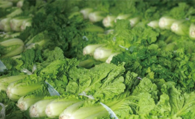 富硒蔬菜靠谱吗（富硒的蔬菜）-硒宝网