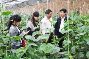 如何搞富硒蔬菜(富硒蔬菜的好处)-硒宝网