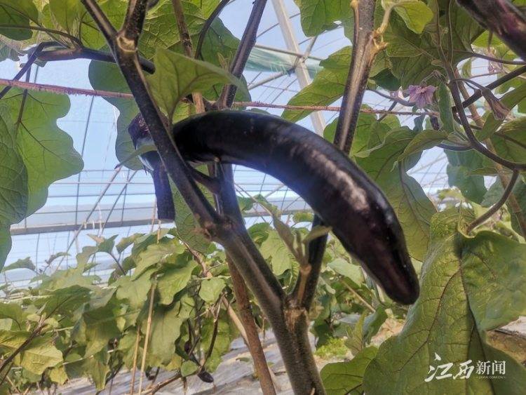 潭头村富硒蔬菜(名胜富硒农庄)-硒宝网