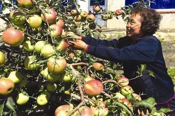 王鲍镇富硒蔬菜(富硒蔬菜产业园)-硒宝网