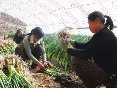 王鲍镇富硒蔬菜(富硒蔬菜产业园)-硒宝网