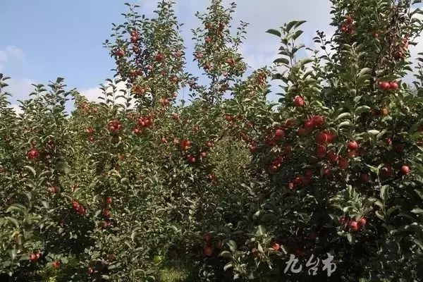 王鲍镇富硒蔬菜(富硒蔬菜产业园)-硒宝网