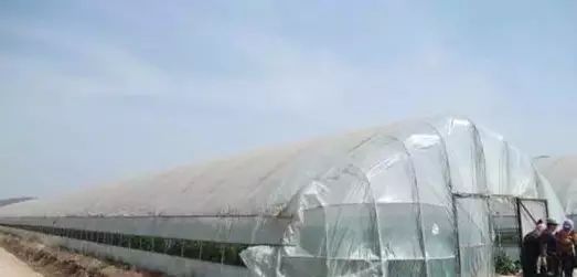 王鲍镇富硒蔬菜(富硒蔬菜产业园)-硒宝网