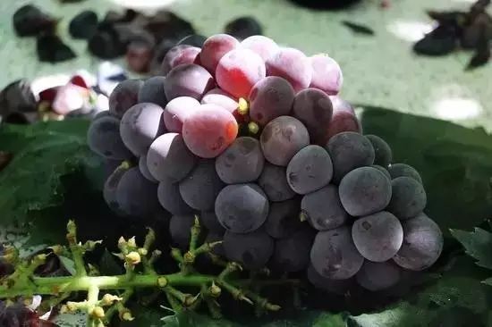 王鲍镇富硒蔬菜(富硒蔬菜产业园)-硒宝网