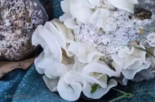 王鲍镇富硒蔬菜(富硒蔬菜产业园)-硒宝网