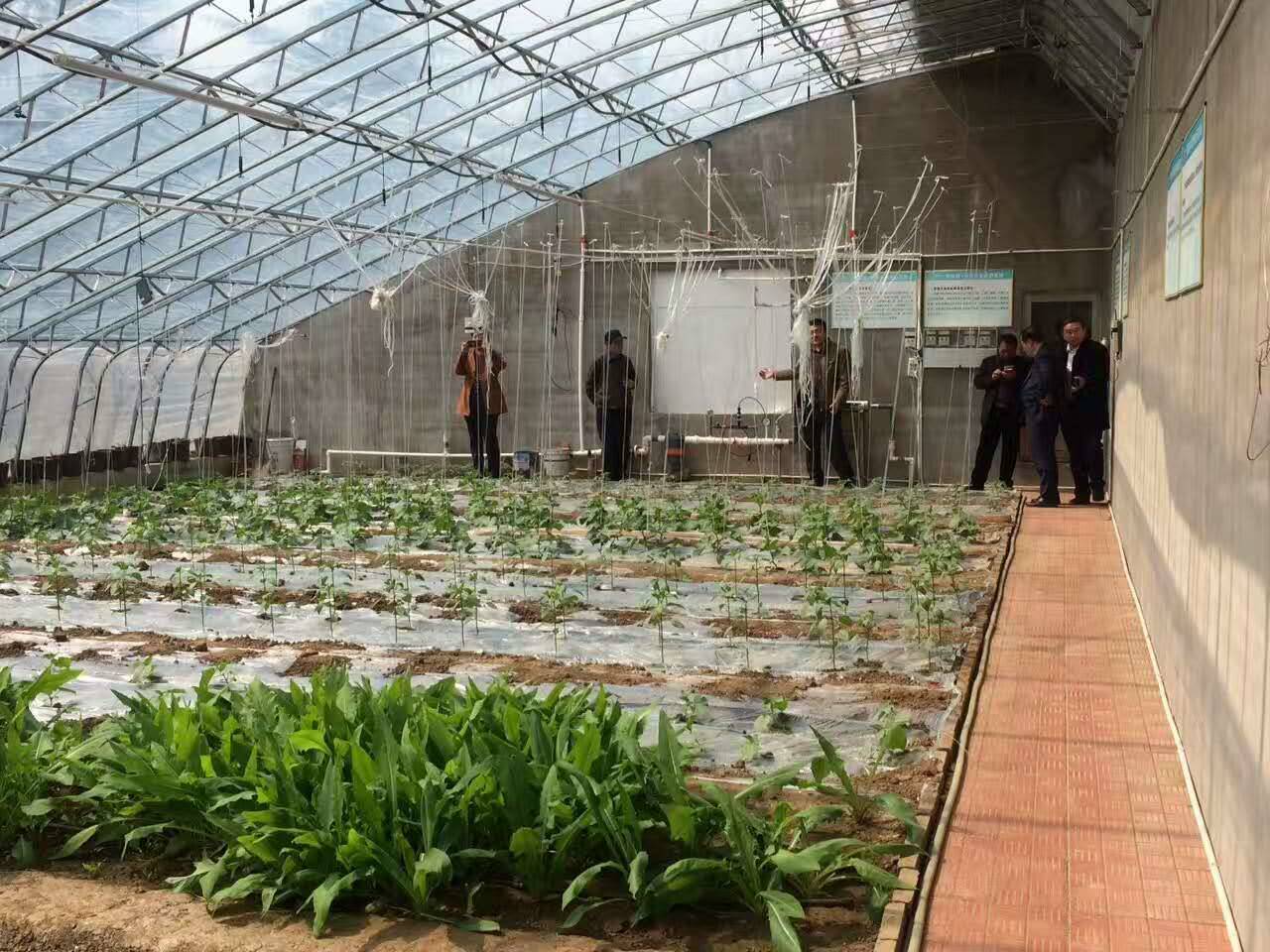 莪庄村富硒蔬菜（万亩富硒蔬菜基地）-硒宝网