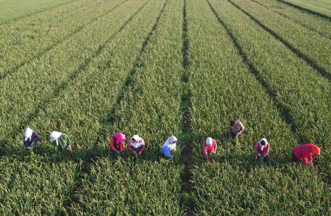 富硒蔬菜种植园(蔬菜富硒标准是多少)-硒宝网