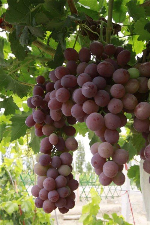 嘉峪关富硒水果(国家富硒水果标准)-硒宝网