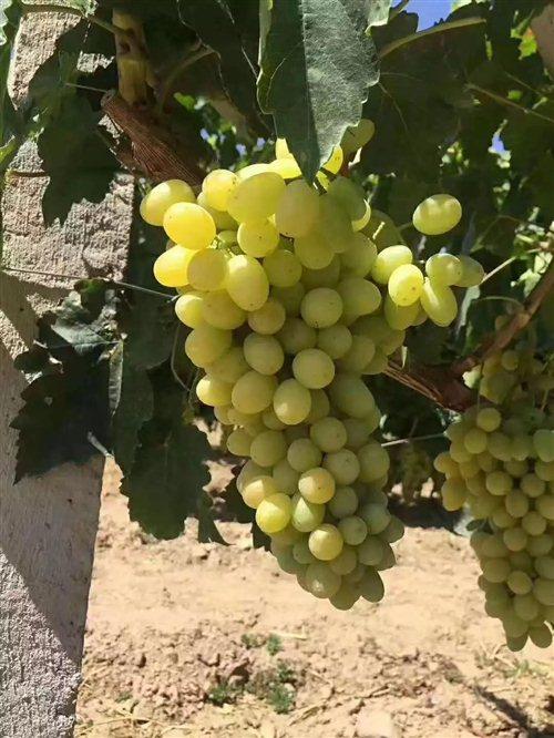 嘉峪关富硒水果(国家富硒水果标准)-硒宝网