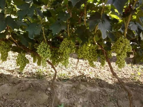 嘉峪关富硒水果(国家富硒水果标准)-硒宝网