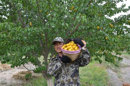 嘉峪关富硒水果(国家富硒水果标准)-硒宝网