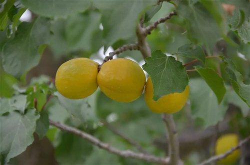 嘉峪关富硒水果(国家富硒水果标准)-硒宝网