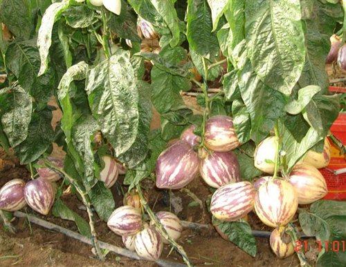 嘉峪关富硒水果(国家富硒水果标准)-硒宝网